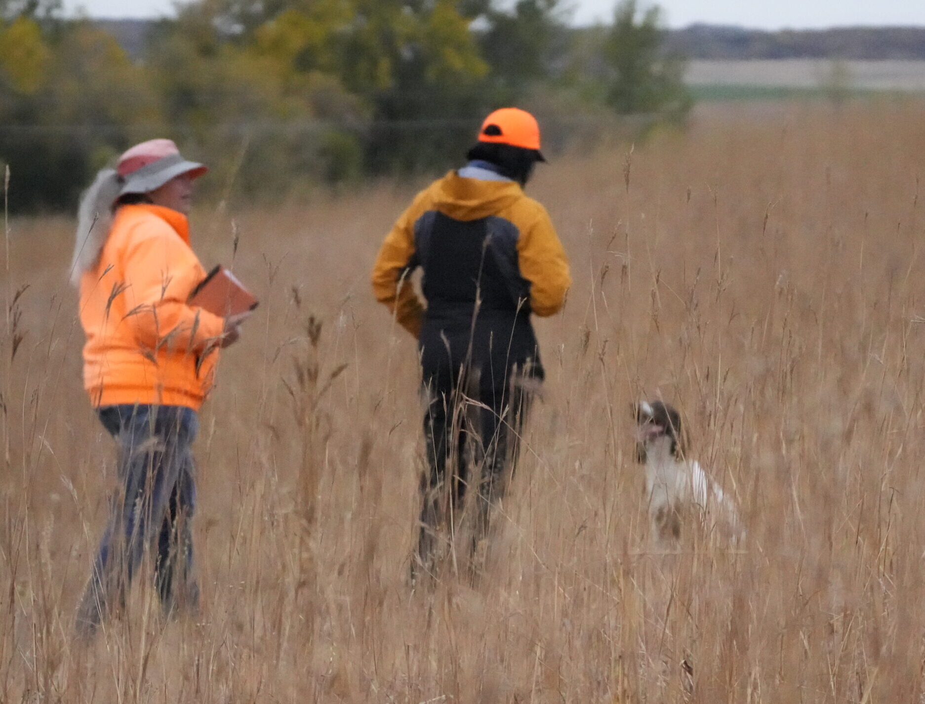 Springers Skills Tested In Field and Water