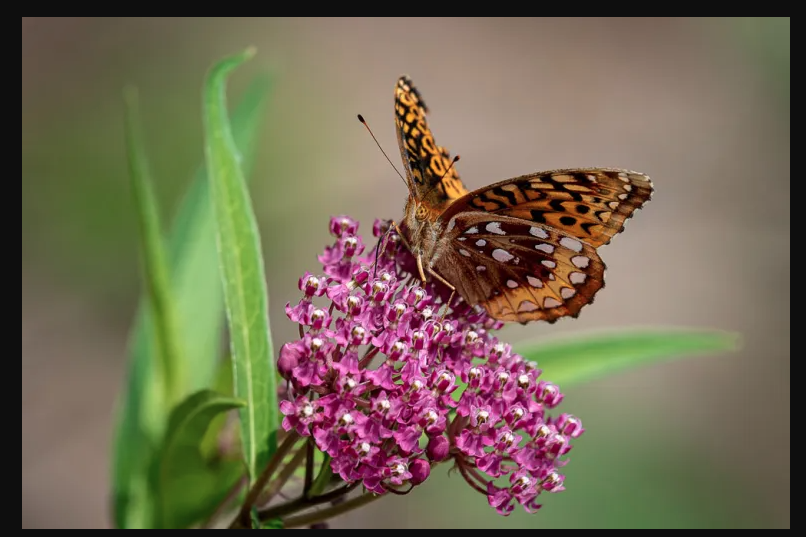 Thiel, Gerhart Win Photo Contest